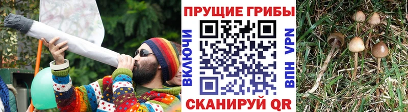 ссылка на мегу ссылка  как найти закладки  Солнечногорск  Галлюциногенные грибы Psilocybine cubensis 